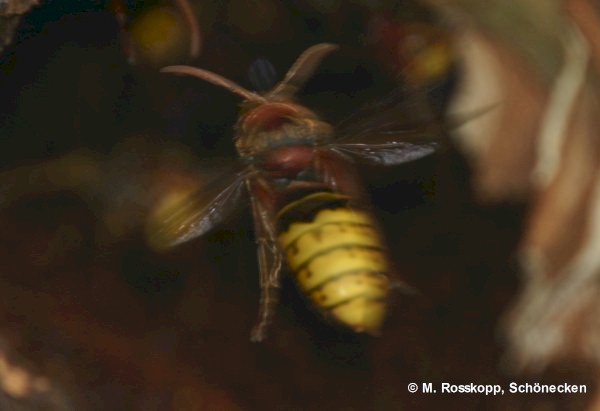 Ein dicker Brummer beim Anflug ins Nest 